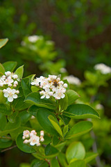 Flower of aronia with bee