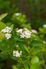 Flower of aronia with bee