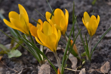 Fototapeta premium Crocuses, snowdrop