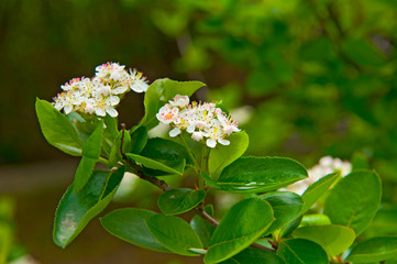 Flower of aronia with bee