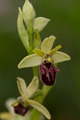 Macrophotographie de fleur sauvage - Orphrys aranifera