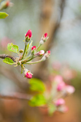 Obraz premium Pink flowers fruit on the tree
