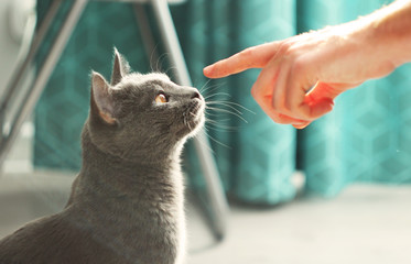 Man touching fluffy domestic cat.Male hand playing with cute lazy gray cat.Russian blue cat at cozy home interior. Pet care, friend of human. Sunny day. - Powered by Adobe