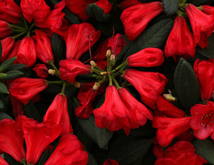 red flowers with leaves background