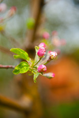 Pink flowers fruit on the tree