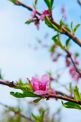 Pink flowers fruit on the tree