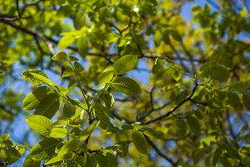 Branches of tree against blue sky