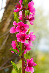 Pink flowers fruit on the tree