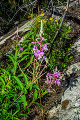 flowers Chamaenеrion angustifolium