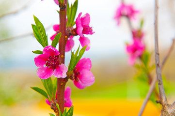 Obraz premium Pink flowers fruit on the tree