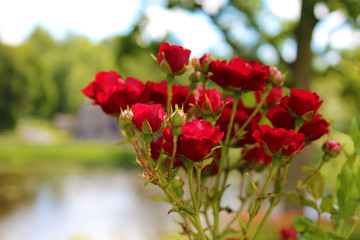 bunch of wild red roses