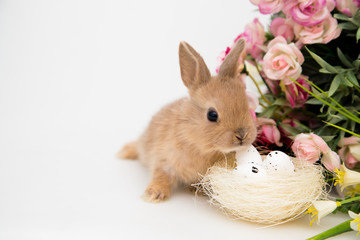 Cute little rabbit.