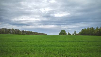 Fototapeta na wymiar green field on a background of forest and cloudy sky