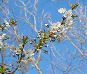 a close up of bright white apple blossom flowers with budding green spring leaves against a bright blue sunlit sky