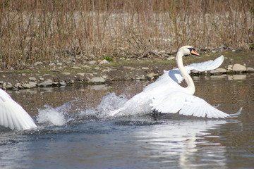 Ein Schwan landet auf einem See