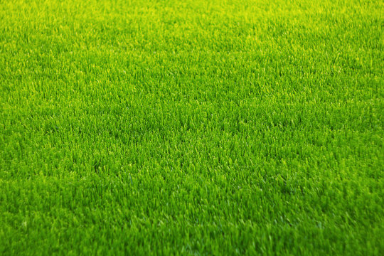 Background of green grass. Amazing grass texture. Green background.Park lawn texture.