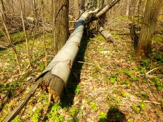 autumn leaves in forest