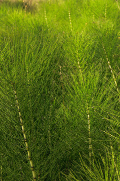 felce equiseto (Equisetum telmateja) o coda cavallina