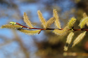 Ein Ast mit Palmkätzchen (Weide)