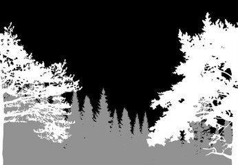 Obraz premium white two pines in grey forest illustration