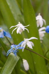 Fototapeta premium Siberian squill (Scilla siberica) flowers