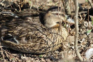 Stockente (Weibchen) mit braunem Federkleid