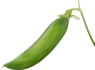 Fototapeta premium green pea pod on white illustration