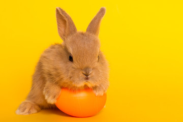 Easter bunny rabbit with egg