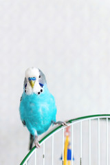 Blue wavy budgie sitting on the cage on light background. One Cute colorful budgie in cage, indoors