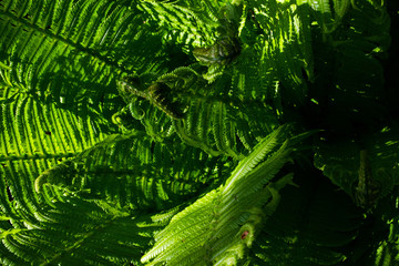background of green leaves of a fern, beautiful natural texture