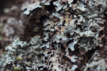 lichen on tree bark macro and  ants life