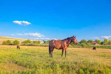 domestic horse grazing on the sunny meadow 