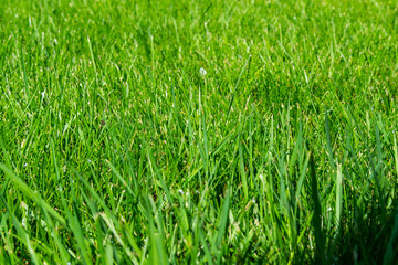 green grass lawn background. beautiful nature texture