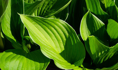 Fototapeta na wymiar Natural green leaf background, beautiful nature