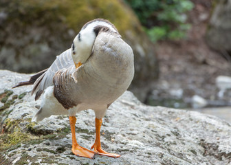 Bar-headed goose Anser indicus A young person at a mountain waterfall