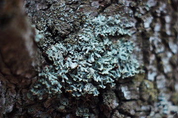 lichen on tree bark macro