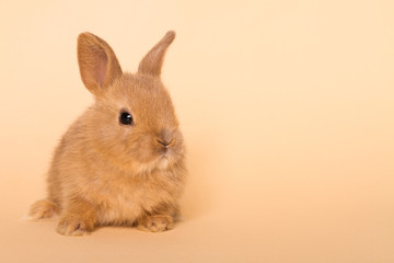 Obraz premium Bunny funny rabbit