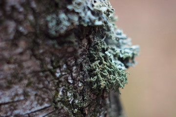 lichen on tree bark macro