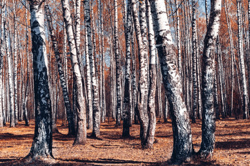 White birch forest background at fall.