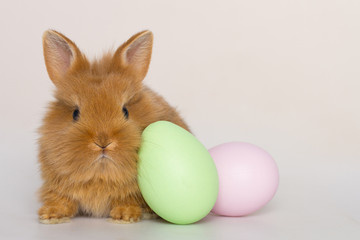 Easter bunny rabbit with eggs.