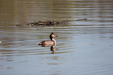 Haubentaucher vor einem Nest