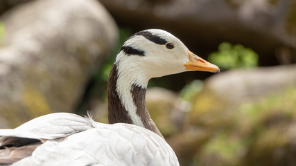 Bar-headed goose Anser indicus A young person at a mountain waterfall