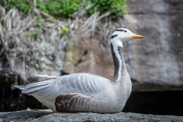 Bar-headed goose Anser indicus A young person at a mountain waterfall