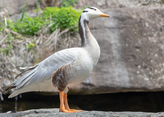 Naklejka na ściany i meble Bar-headed goose Anser indicus A young person at a mountain waterfall