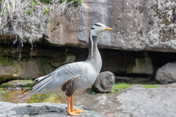 Bar-headed goose Anser indicus A young person at a mountain waterfall