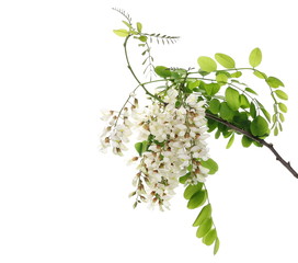 Blossoming acacia with leaves isolated on white background, black locust, clipping path