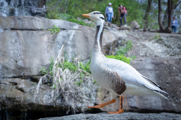 Bar-headed goose Anser indicus A young person at a mountain waterfall