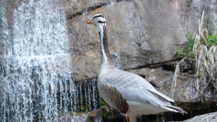Bar-headed goose Anser indicus A young person at a mountain waterfall