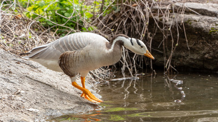 Bar-headed goose Anser indicus A young person at a mountain waterfall