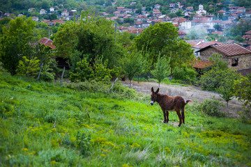 Naklejka premium Donkey on a green meadow